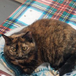 Mama Diana, senior, available for adoption