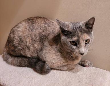 A dilute tortoiseshell cat lies on a textured surface in front of a neutral wall.