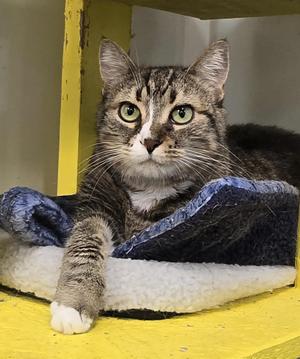 Dharma, adult, available for adoption
