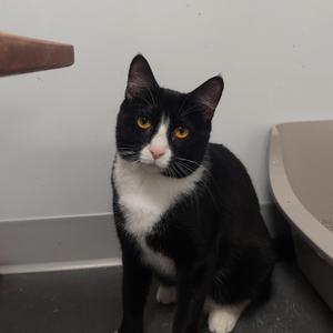 A black and white cat sitting next to a litter box.