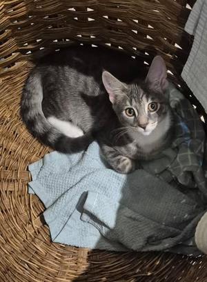 Cruz, young, available for adoption