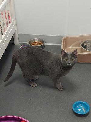 A grey cat stands on a grey floor in front of a food bowl and a litter box.
