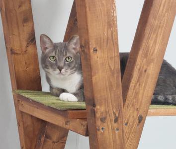A grey and white cat sitting on a wooden structure with green carpet