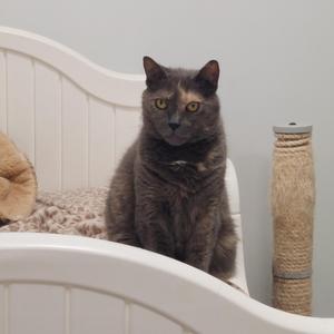 A grey and orange cat sits on a white piece of furniture next to a scratching post.