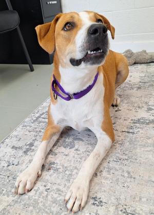 Honey, Labrador Retriever / Beagle, young, available for adoption