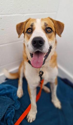 Shorty, Black Mouth Cur / Labrador Retriever, young, available for adoption