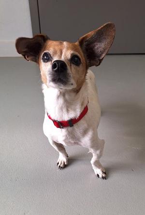 A small dog with large ears and a red collar standing on a gray floor.