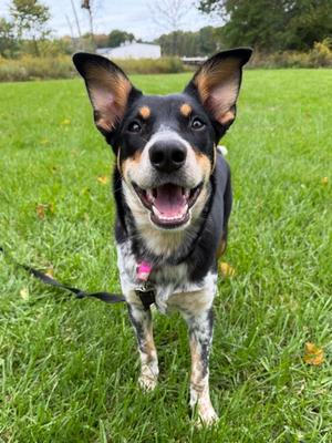 Trixie, Australian Shepherd, young, available for adoption