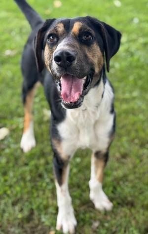 Iggy, Hound Mix, young, available for adoption