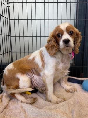 Eliza, Cavalier King Charles Spaniel, adult, available for adoption