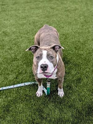 Precious, Terrier Mix, adult, available for adoption