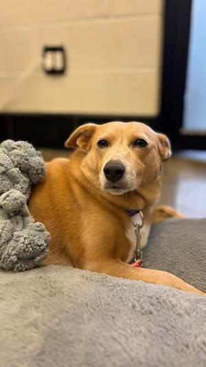 Remi, Labrador Retriever and Terrier, adult, available for adoption