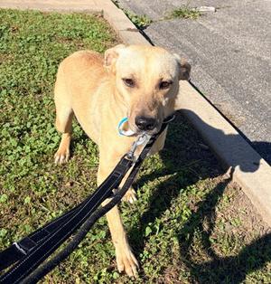 Goober, Terrier Mix, adult, available for adoption