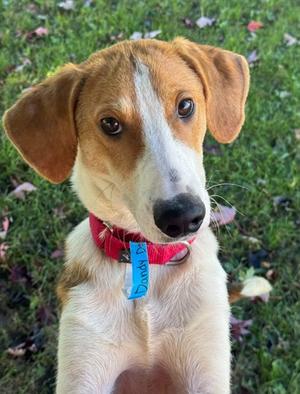 Dandy Dan, English Coonhound (Redtick Coonhound) Mix, young, available for adoption