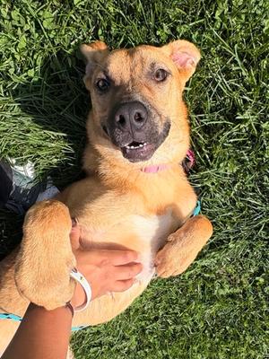 Lilly, German Shepherd Dog Mix, young, available for adoption