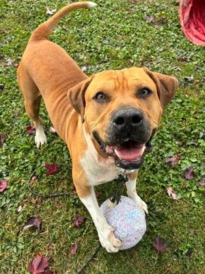 Leonardo, Terrier Mix, adult, available for adoption