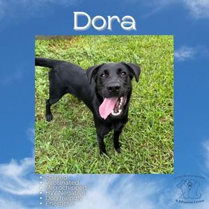 Dora, Unknown, adult, available for adoption