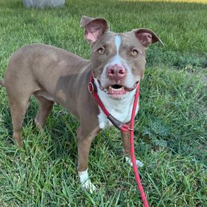 A brown and white dog wearing a red harness standing on grass.