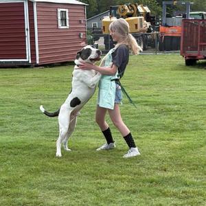 A young girl is playing with a large black and white dog on a grassy field. The dog is standing on its hind legs, and the girl is holding its front paws. In the background, there are red and white buildings and some construction equipment.