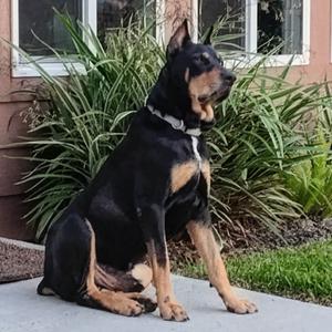 Dobby, Unknown, senior, available for adoption