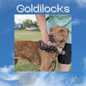 Goldilocks, Unknown, adult, available for adoption