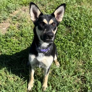 Naomi, Unknown, adult, available for adoption