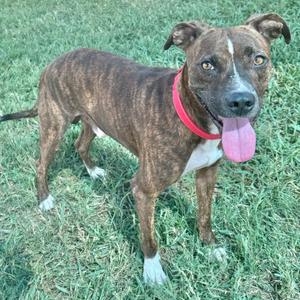 A brindle-colored dog with a white chest and paws, wearing a red collar, standing on grass with its tongue out.