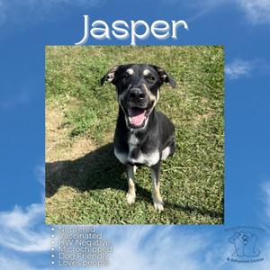Jasper, Mixed Breed (Large), adult, available for adoption
