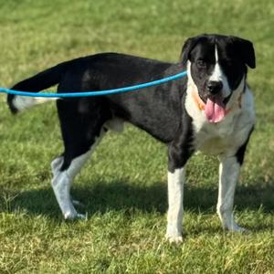 Marley, Unknown, adult, available for adoption