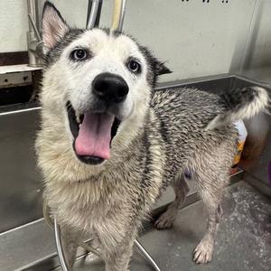 A wet husky dog with a happy expression, standing in a metal enclosure.