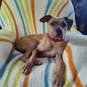Jazz, Unknown, adult, available for adoption