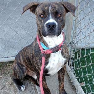 Munchie, Mixed Breed (Large), adult, available for adoption
