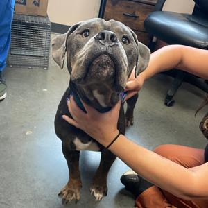 Pooch, Unknown, adult, available for adoption