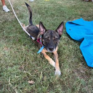 Daisy, Unknown, adult, available for adoption