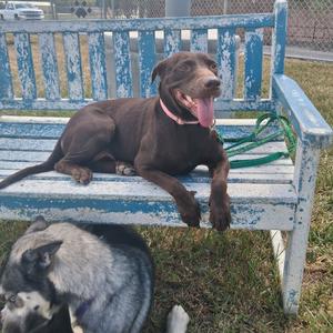 A brown dog with a pink collar is lying on a blue wooden bench, with its tongue out. Another dog with a black and white coat is sitting on the ground in front of the bench.