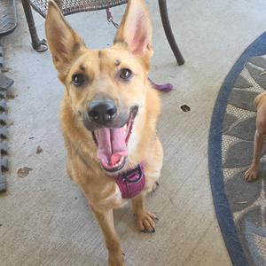 A happy dog with a pink collar sitting on a patio, looking up with its mouth open and tongue out.