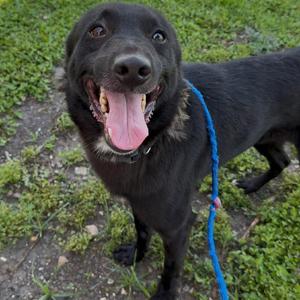 Bingo, Unknown, adult, available for adoption