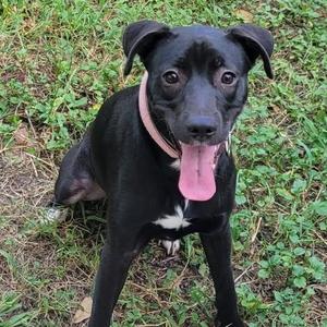 A black dog with a pink collar is sitting on grass, panting with its tongue out.