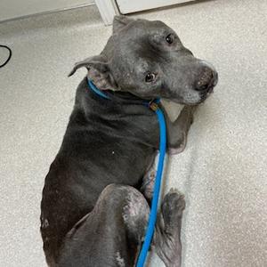 Amelia/Blue, Unknown, adult, available for adoption