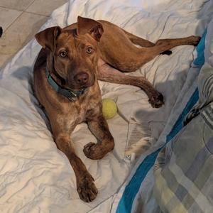 Clover, Unknown, adult, available for adoption