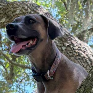 Bonnie, Unknown, adult, available for adoption