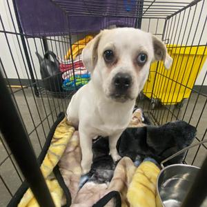 Miles, Unknown, adult, available for adoption