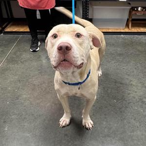 Dennis, Unknown, adult, available for adoption
