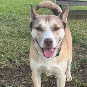 A happy dog with a light brown and white coat, standing on grass with its tongue out, looking directly at the camera.