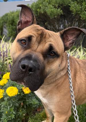 Ricardo, Pit Bull Terrier, young, available for adoption