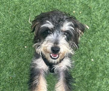 a black and white dog with shaggy fur sitting on green grass