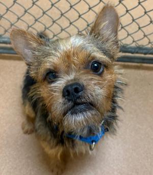 Griff, Terrier, young, available for adoption