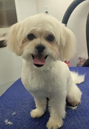 A small white dog with fluffy fur sitting on a blue surface, its mouth open and tongue out, appearing happy and playful.