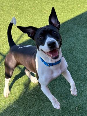 Minnie, Pit Bull Terrier, puppy, available for adoption