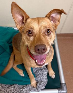 KC, Hound / Shepherd, adult, available for adoption